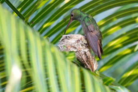 Kolibri op nest