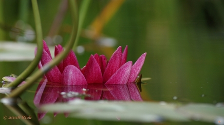 In het water