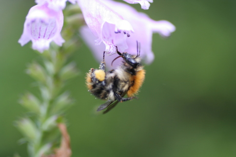 Hongerige hommel