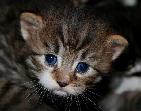 Radius lief klein boskatje