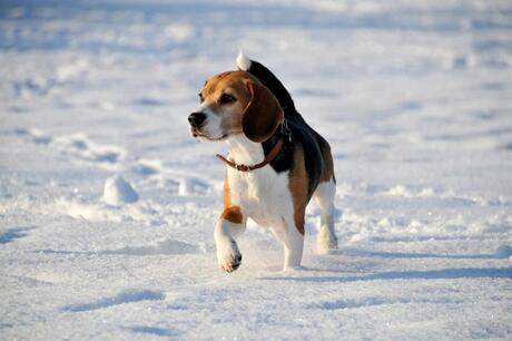 Hond in sneeuw, winter 2012/2013