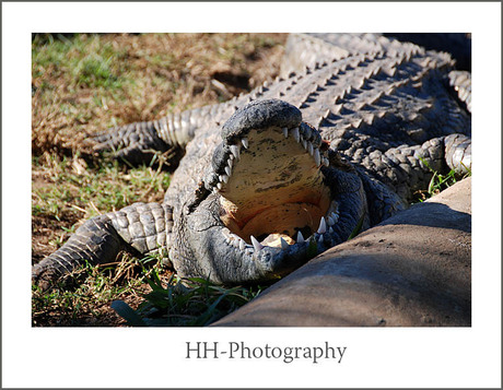 Croc in ZuidAfrika