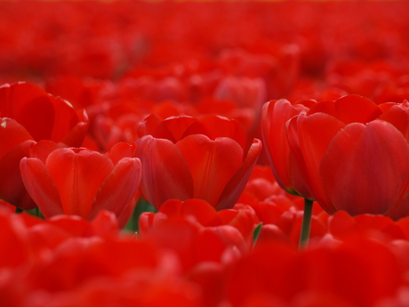 tulpen in de bollenstreek