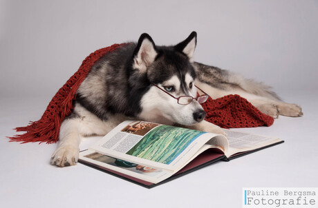 Siberische husky leest boek met bril