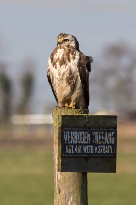 Buizerd