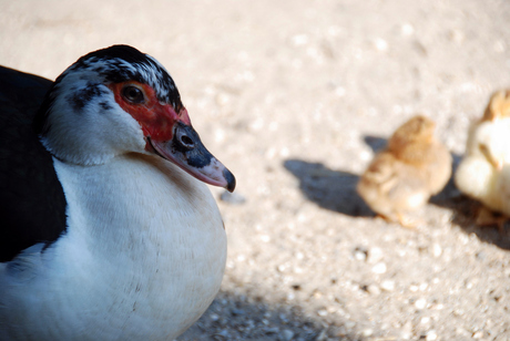 Mama moet je kunnen zien!