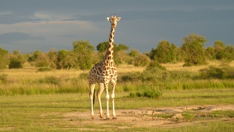 Giraffe - Murchison falls NP Uganda