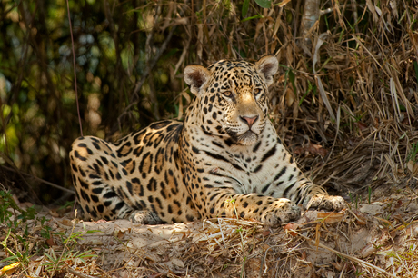 Spotted Jaguar