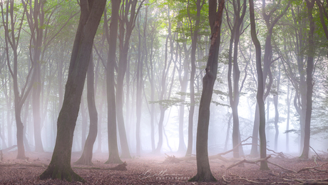 Trees in the mist