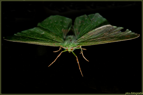 groene nachtvlinder