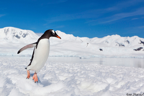 Jumping Gentoo