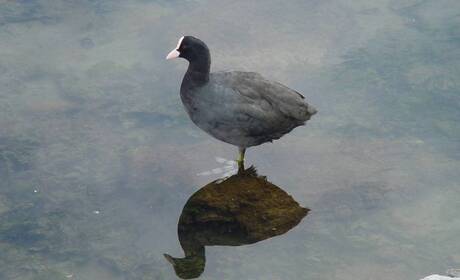 Spiegeltje aan de wa.........