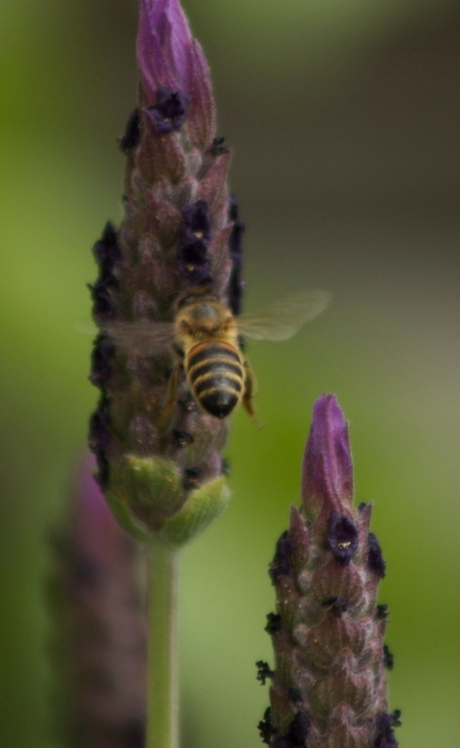 bee in flight