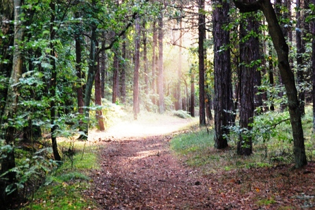 Zon in het bos.JPG