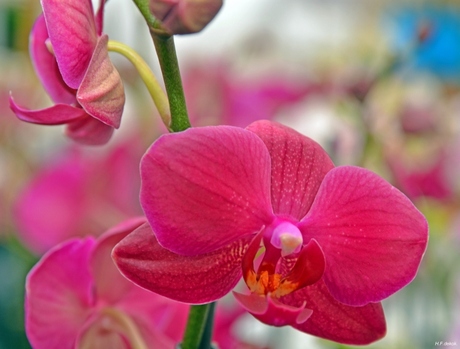 Orchidee.