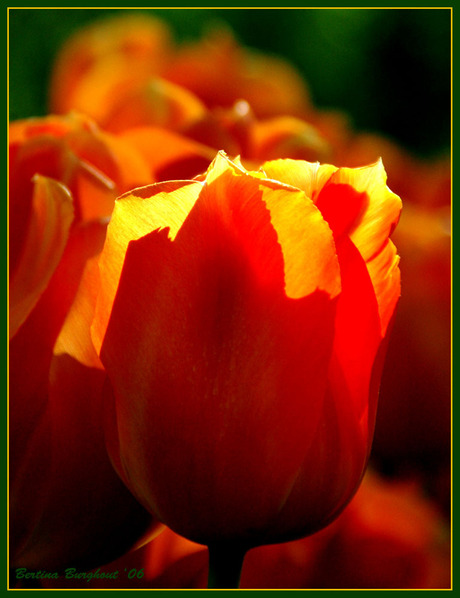 Lichtgevende tulp