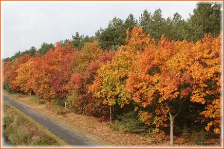 Herfst kleuren 1