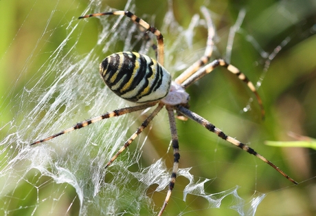 Wespespin of tijgerspin