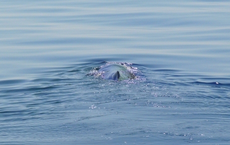 Sperm whale (2)