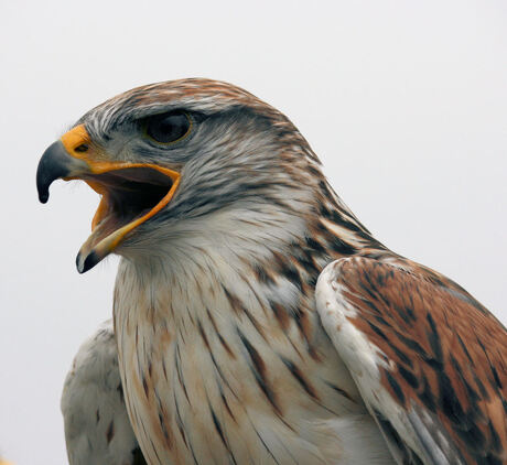 Jonge Bald Eagle op Vancouver Island