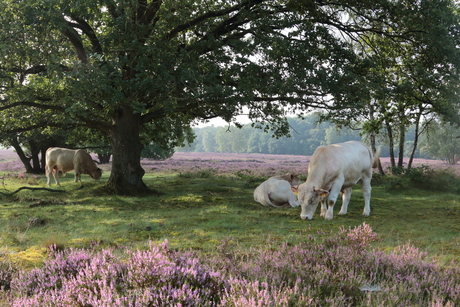 Paarse heide met witte koeien