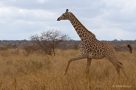Giraffe in galop