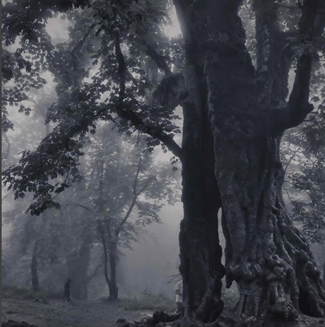 Fog and tree