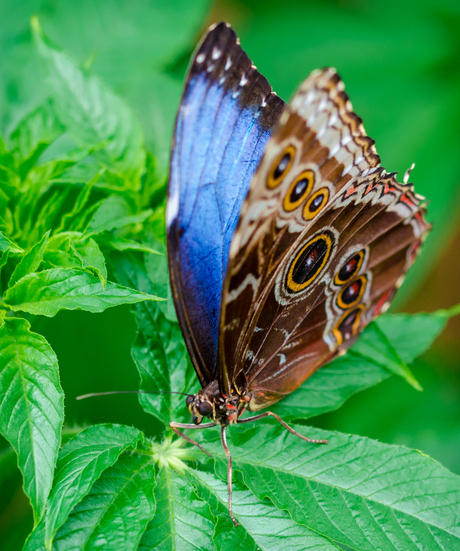 Blauwe Morpho