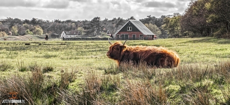 Natuurbos op Texel.