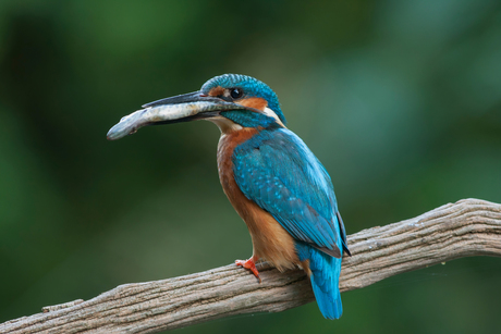 IJsvogel met vangst