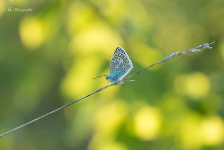 In the evening light