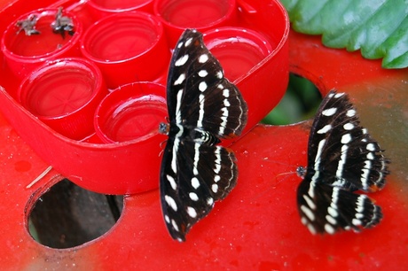 twee vlinders aan een tafel