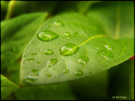 De frisse natuur