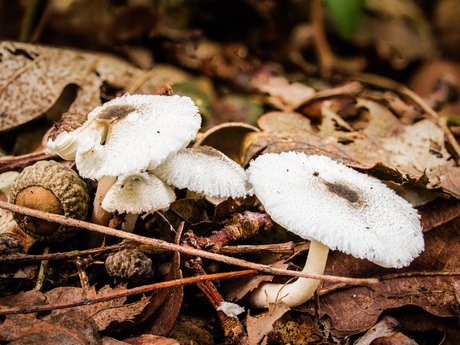 Herfst in het Oudland_008