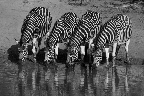 Dorstige Zebra's