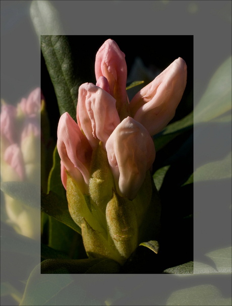 Rhododendron in knop