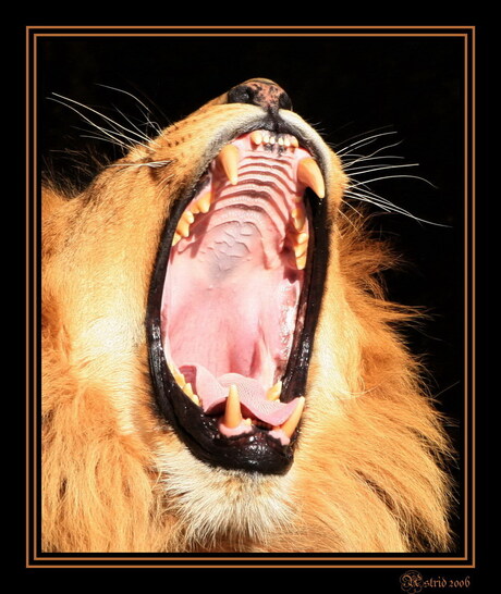 The king yawns......