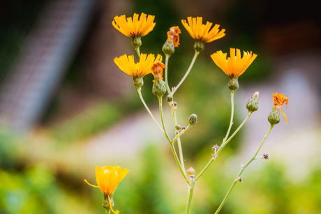 Gele bloem in Luxemburg Stad