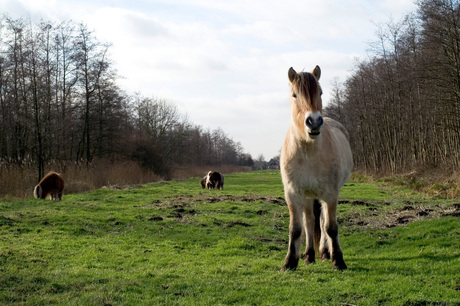 Paard in de wei