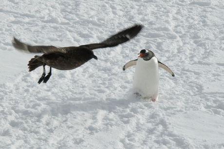 Boze pinguin verjaagt aartsvijand de Skua