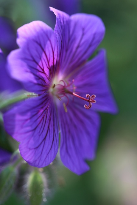 Geranium magnificum