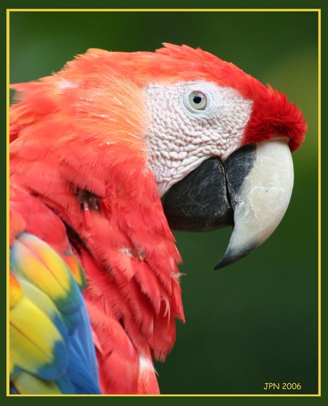 Macaw in Copan