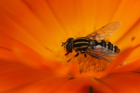 Orange - Colour from nature