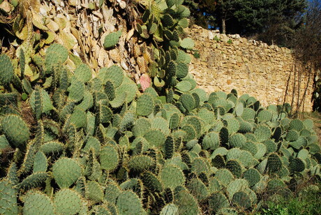 Veel... cactussen