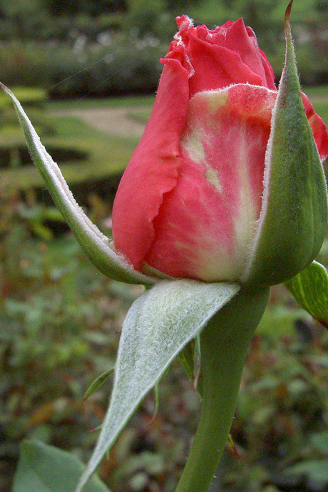 Een roos
