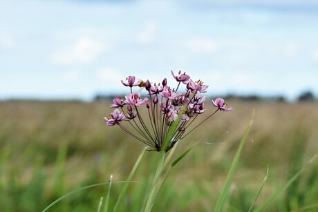 Park de Alde Feanen