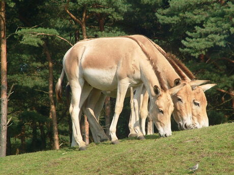 triple head donkey