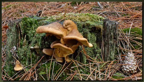 Zwammen op stam Schoorlse duinen