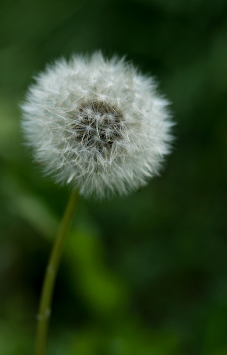 Paardenbloem