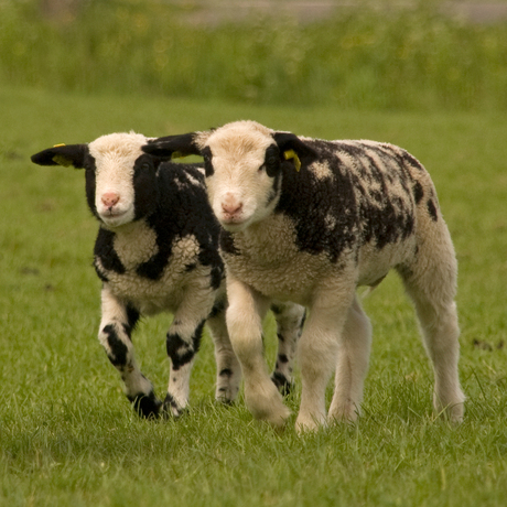 Lammetjes in zwart-wit